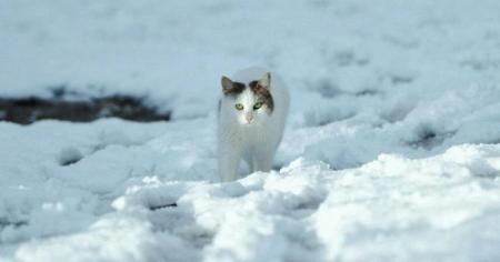 Антициклон відступає: де чекати на сніг, а де — на потепління