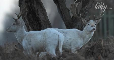 f53c74def44fb65cdc6a0b666446cc90_10.11.25