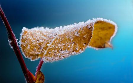 frosted_g4736cb459_1920_650x410_09.10.21