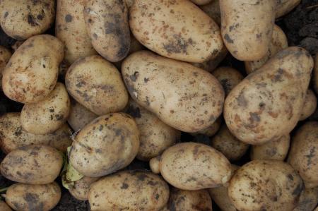 Украина начала закупать картофель в Беларуси: как отличить продуктовые клубни от технических сортов