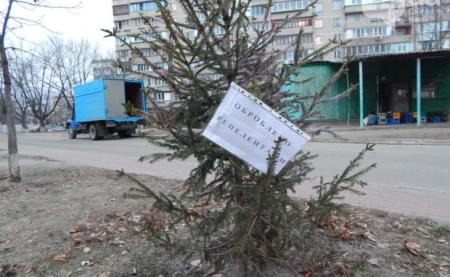 Коммунальщики начали обрабатывать киевские елки «антиворовскими» химикатами