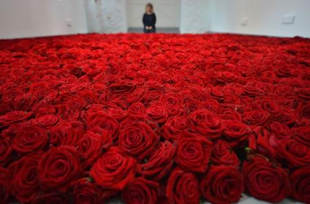 Ко Дню всех влюбленных США купят миллионы роз