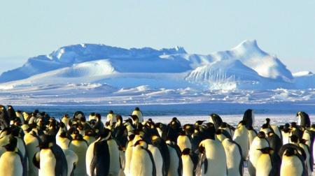 Тысячи пингвинов заполонили остров в Антарктиде