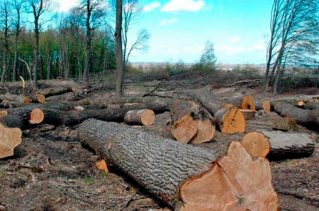 Расхищение украинского леса уйдет в прошлое – Гончарук