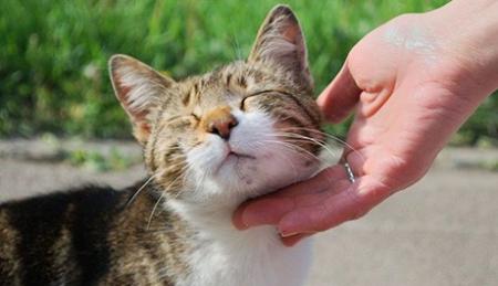 Харьковский приют открыл сайт для знакомств животных с новыми хозяевами