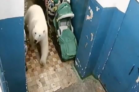 В России нашествие белых медведей: На севере страны ввели режим ЧС