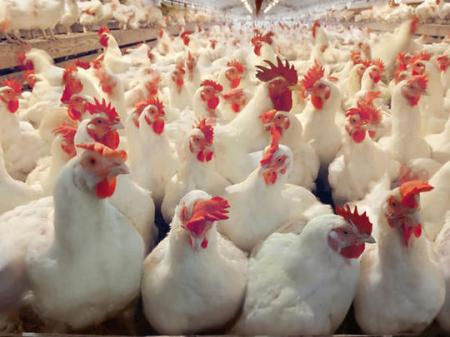 Годовую квоту на экспорт мяса птицы в ЕС увеличат в 2,5 раза - МЭРТ