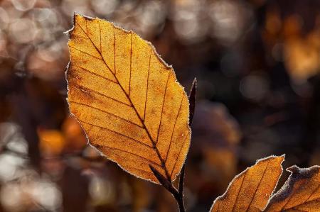 leaves-leaf-fall-foliage-autumn-autumn-light-ba_31.10.21