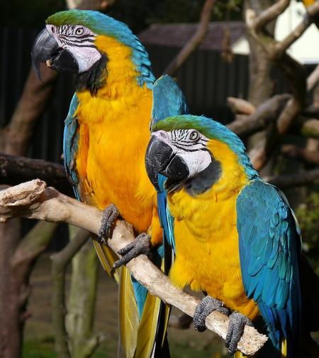 Люблю тебя, давай целоваться: беседа двух попугаев растрогала социальные сети