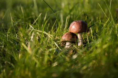 Небезпечні гриби на Харківщині