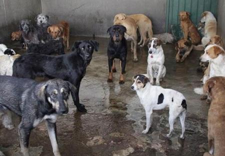 Киевлянка превратила квартиру в жилище для стаи бездомных собак