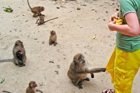 phuket-monkeys_17.06.18