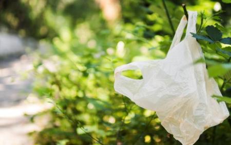 plastic_bag_hanging_tree_branch_outdoors_650x410_07.02.22
