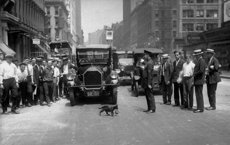 police-stopped-traffic-for-cats-1925_10.02.19