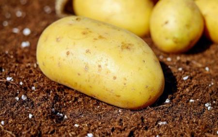 Помилки при посадці картоплі, які залишать вас без урожаю