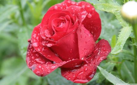 red-roses-rain-drops-1_27.06.21_1