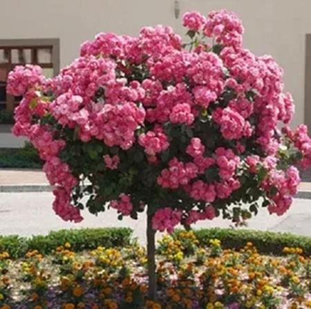 shtambovaia-roza-anhela-7l-24513674956645