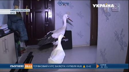 Необычная дружба: под Киевом вместе живут утка и аист