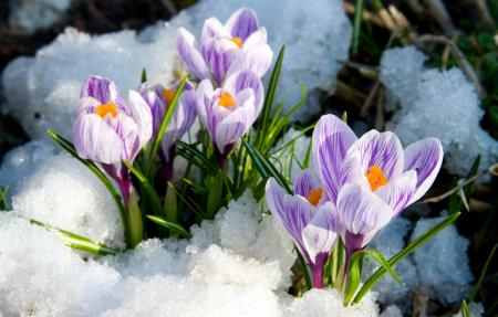 Весна идет в Украину: подморозит только ночью, днем – до +12°