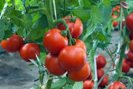 tomato-for-harvest-big_30.03.20