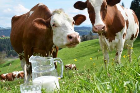 Селянам не будут запрещать торговать молоком и мясом - Гройсман
