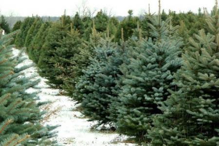 Новый год близко: сколько будут стоить елки и когда их начнут продавать