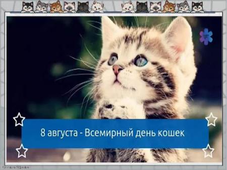 Всемирный день кошек: телеведущий Игорь Пупков рассказал, как однажды оказался в больнице из-за своей Масяни