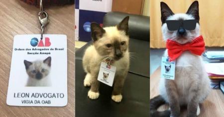 В Бразилии бездомный котенок получил работу в офисе адвокатов 