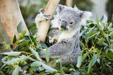 Трагедия национального масштаба: в Австралии сгорели заживо 350 коал