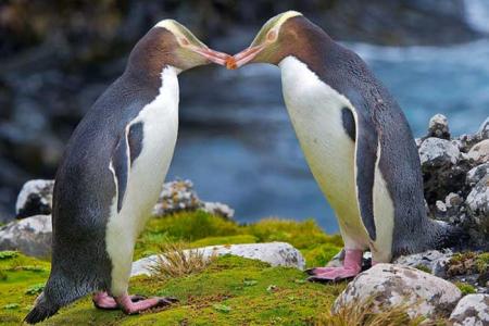 Великолепный пингвин получил титул птицы года в Новой Зеландии