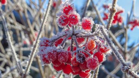 Арктичне повітря з морозами «прорветься» в Україну 21 грудня — синоптикиня