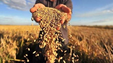 Аграрии в Украине собрали почти 63 миллиона тонн зерна - Минагро