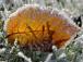 В Украине ударят морозы до минус 7: синоптики рассказали, когда ждать похолодания