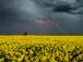 В Україні прогнозують дощі з грозами та зниження температури