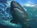 В Атлантиці ехолокатор зафільмував 15-метрове чудовисько