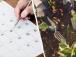 Точний календар посіву на травень 2026 року: коли висаджувати розсаду з потеплінням
