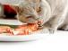 Що не можна давати котам: список продуктів вас здивує